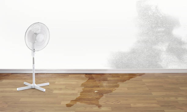Best Ceiling water damage repair  in Ravenswood, WV